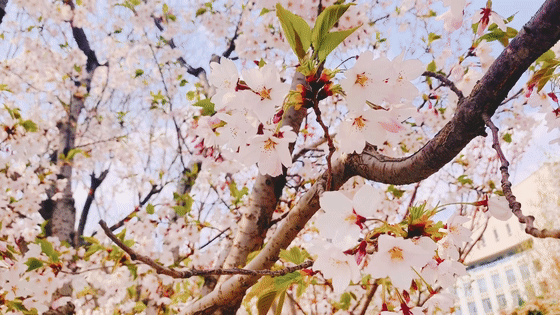 3.gif