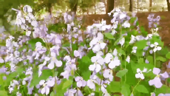 5.gif