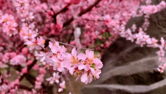 7.gif